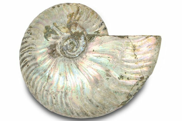 Silver Iridescent Ammonite (Cleoniceras) Fossil - Madagascar #317614